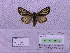  (Grammia quenseli liturata - BC AB Lep 00045)  @12 [ ] Copyright (2010) Unspecified Research Collection of Andreas Bergmann