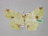  (Epigynopteryx impunctata - BC ZSM Lep 31995)  @14 [ ] CreativeCommons - Attribution Non-Commercial Share-Alike (2010) Unspecified SNSB, Zoologische Staatssammlung Muenchen