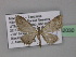  (Eupithecia montavoni - BC ZSM Lep 32030)  @14 [ ] CreativeCommons - Attribution Non-Commercial Share-Alike (2010) Unspecified SNSB, Zoologische Staatssammlung Muenchen