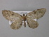  (Eupithecia AH01Tz - BC ZSM Lep 32084)  @14 [ ] CreativeCommons - Attribution Non-Commercial Share-Alike (2010) Unspecified SNSB, Zoologische Staatssammlung Muenchen