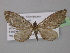  (Eupithecia AH02Tz - BC ZSM Lep 32086)  @14 [ ] CreativeCommons - Attribution Non-Commercial Share-Alike (2010) Unspecified SNSB, Zoologische Staatssammlung Muenchen