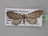  (Eupithecia griveaudiAH01Tz - BC ZSM Lep 32091)  @14 [ ] CreativeCommons - Attribution Non-Commercial Share-Alike (2010) Unspecified SNSB, Zoologische Staatssammlung Muenchen