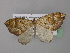  (Eulithis AH01Tz - BC ZSM Lep 32094)  @14 [ ] CreativeCommons - Attribution Non-Commercial Share-Alike (2010) Unspecified SNSB, Zoologische Staatssammlung Muenchen