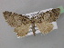  (Eupithecia dohertyiAH03Tz - BC ZSM Lep 32098)  @13 [ ] CreativeCommons - Attribution Non-Commercial Share-Alike (2010) Unspecified SNSB, Zoologische Staatssammlung Muenchen