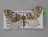 (Eupithecia tricuspisAH01Tz - BC ZSM Lep 32101)  @14 [ ] CreativeCommons - Attribution Non-Commercial Share-Alike (2010) Unspecified SNSB, Zoologische Staatssammlung Muenchen