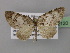  (Eupithecia dilucidaAH08Tz - BC ZSM Lep 32120)  @12 [ ] CreativeCommons - Attribution Non-Commercial Share-Alike (2010) Unspecified SNSB, Zoologische Staatssammlung Muenchen