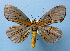  (Bracca monochrias benguetana - BC ZSM Lep 33825)  @15 [ ] Copyright (2010) Unspecified SNSB, Zoologische Staatssammlung Muenchen