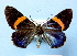  (Milionia basalis - BC ZSM Lep 33829)  @11 [ ] Copyright (2010) Unspecified SNSB, Zoologische Staatssammlung Muenchen