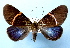  (Milionia philippinensis treadawayi - BC ZSM Lep 33830)  @11 [ ] Copyright (2010) Unspecified SNSB, Zoologische Staatssammlung Muenchen