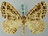  ( - BC ZSM Lep 74673)  @11 [ ] CreativeCommons - Attribution Non-Commercial Share-Alike (2015) Axel Hausmann/Bavarian State Collection of Zoology (ZSM) SNSB, Zoologische Staatssammlung Muenchen