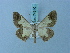  (Zamarada thalia - BC ZSM Lep 74840)  @11 [ ] CreativeCommons - Attribution Non-Commercial Share-Alike (2015) Axel Hausmann/Bavarian State Collection of Zoology (ZSM) SNSB, Zoologische Staatssammlung Muenchen