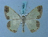  ( - BC ZSM Lep 74853)  @11 [ ] CreativeCommons - Attribution Non-Commercial Share-Alike (2015) Axel Hausmann/Bavarian State Collection of Zoology (ZSM) SNSB, Zoologische Staatssammlung Muenchen