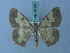  (Zamarada variola - BC ZSM Lep 74868)  @11 [ ] CreativeCommons - Attribution Non-Commercial Share-Alike (2015) Axel Hausmann/Bavarian State Collection of Zoology (ZSM) SNSB, Zoologische Staatssammlung Muenchen