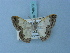  ( - BC ZSM Lep 74870)  @11 [ ] CreativeCommons - Attribution Non-Commercial Share-Alike (2015) Axel Hausmann/Bavarian State Collection of Zoology (ZSM) SNSB, Zoologische Staatssammlung Muenchen