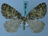  (Arichanna violacea - BC ZSM Lep 74878)  @11 [ ] CreativeCommons - Attribution Non-Commercial Share-Alike (2015) Axel Hausmann/Bavarian State Collection of Zoology (ZSM) SNSB, Zoologische Staatssammlung Muenchen