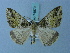  (Arichanna flavimedia - BC ZSM Lep 74879)  @11 [ ] CreativeCommons - Attribution Non-Commercial Share-Alike (2015) Axel Hausmann/Bavarian State Collection of Zoology (ZSM) SNSB, Zoologische Staatssammlung Muenchen