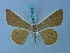  (Opisthoxia astyocharia - BC ZSM Lep 74931)  @11 [ ] CreativeCommons - Attribution Non-Commercial Share-Alike (2015) Axel Hausmann/Bavarian State Collection of Zoology (ZSM) SNSB, Zoologische Staatssammlung Muenchen