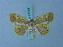  (Opisthoxia elysiata - BC ZSM Lep 74934)  @12 [ ] CreativeCommons - Attribution Non-Commercial Share-Alike (2015) Axel Hausmann/Bavarian State Collection of Zoology (ZSM) SNSB, Zoologische Staatssammlung Muenchen