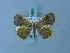  (Opisthoxia asopis4938 - BC ZSM Lep 74938)  @11 [ ] CreativeCommons - Attribution Non-Commercial Share-Alike (2015) Axel Hausmann/Bavarian State Collection of Zoology (ZSM) SNSB, Zoologische Staatssammlung Muenchen