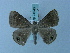  (Tasta montana - BC ZSM Lep 74946)  @14 [ ] CreativeCommons - Attribution Non-Commercial Share-Alike (2015) Axel Hausmann/Bavarian State Collection of Zoology (ZSM) SNSB, Zoologische Staatssammlung Muenchen