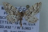  (Idaea figuraria - BC NP 0381)  @13 [ ] Copyright (2010) Unspecified Research Collection of Norbert Poell