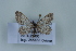  (Idaea deitanaria - BC NP 0414)  @12 [ ] Copyright (2010) Unspecified Research Collection of Norbert Poell