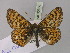  (Melitaea aurinia - BC ZSM Lep 30356)  @11 [ ] CreativeCommons - Attribution Non-Commercial Share-Alike (2010) Unspecified SNSB, Zoologische Staatssammlung Muenchen