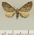  (Eupithecia BOLD:AAM0373 - JLC ZW Lep 00084)  @14 [ ] Copyright (2010) Unspecified Research Collection of Juergen Lenz