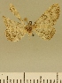  (Eupithecia JLCZW00085 - JLC ZW Lep 00085)  @11 [ ] Copyright (2010) Unspecified Research Collection of Juergen Lenz