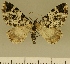  (Eupithecia JLCZW00146 - JLC ZW Lep 00146)  @14 [ ] Copyright (2010) Unspecified Research Collection of Juergen Lenz