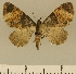  (Eupithecia JLCZW00152 - JLC ZW Lep 00152)  @14 [ ] Copyright (2010) Unspecified Research Collection of Juergen Lenz