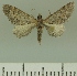 (Eupithecia BOLD:AAM0387 - JLC ZW Lep 00238)  @14 [ ] Copyright (2010) Unspecified Research Collection of Juergen Lenz
