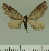  (Eupithecia JLCZW00257 - JLC ZW Lep 00257)  @14 [ ] Copyright (2010) Unspecified Research Collection of Juergen Lenz