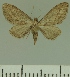  (Eupithecia JLCZW00264 - JLC ZW Lep 00264)  @14 [ ] Copyright (2010) Unspecified Research Collection of Juergen Lenz