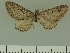  (Eupithecia pettyioides - JLC ZW Lep 00303)  @11 [ ] Copyright (2010) Unspecified Research Collection of Juergen Lenz