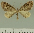  (Eupithecia JLCZW00319 - JLC ZW Lep 00319)  @11 [ ] Copyright (2010) Unspecified Research Collection of Juergen Lenz