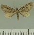  (Eupithecia infelix - JLC ZW Lep 00327)  @14 [ ] Copyright (2010) Unspecified Research Collection of Juergen Lenz