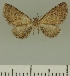  (Eupithecia undiculata undiculata - JLC ZW Lep 00353)  @12 [ ] Copyright (2010) Unspecified Research Collection of Juergen Lenz