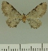  (Eupithecia amphiplex - JLC ZW Lep 00359)  @11 [ ] Copyright (2010) Unspecified Research Collection of Juergen Lenz