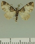  (Eupithecia BOLD:AAM0351 - JLC ZW Lep 00360)  @14 [ ] Copyright (2010) Unspecified Research Collection of Juergen Lenz