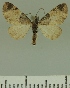  (Eupithecia BOLD:AAM0351 - JLC ZW Lep 00361)  @14 [ ] Copyright (2010) Unspecified Research Collection of Juergen Lenz