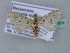  (Metaemene atrigutta maculata - BC ZSM Lep 31574)  @13 [ ] CreativeCommons - Attribution Non-Commercial Share-Alike (2010) Unspecified SNSB, Zoologische Staatssammlung Muenchen