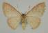  (Idaea uniformis - BC EF Lep 02317)  @14 [ ] Copyright (2010) Unspecified Research Collection of Egbert Friedrich