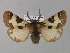  (Watsonarctia deserta - BC ZSM Lep 30750)  @15 [ ] CreativeCommons - Attribution Non-Commercial Share-Alike (2010) Unspecified SNSB, Zoologische Staatssammlung Muenchen