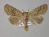  (Orthosia stabilis - BC ZSM Lep 30894)  @11 [ ] CreativeCommons - Attribution Non-Commercial Share-Alike (2010) Unspecified SNSB, Zoologische Staatssammlung Muenchen
