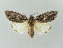  (Acronicta denticulata pernivea - BC ZSM Lep 34739)  @11 [ ] CreativeCommons - Attribution Non-Commercial Share-Alike (2010) Unspecified SNSB, Zoologische Staatssammlung Muenchen