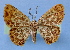  (Peratophyga hypsicyma - BC ZSM Lep 34833)  @14 [ ] Copyright (2010) Unspecified SNSB, Zoologische Staatssammlung Muenchen