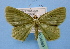  (Aplochlora vivilaca - BC ZSM Lep 34869)  @15 [ ] Copyright (2010) Unspecified SNSB, Zoologische Staatssammlung Muenchen