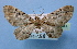  (Physetobasis dentifascia - BC ZSM Lep 34883)  @13 [ ] Copyright (2010) Unspecified SNSB, Zoologische Staatssammlung Muenchen