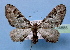  (Physetobasis griseipennis - BC ZSM Lep 34885)  @11 [ ] Copyright (2010) Unspecified SNSB, Zoologische Staatssammlung Muenchen